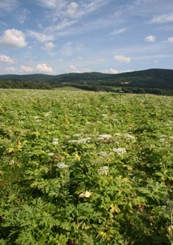 الهرقلية (المانتغازية) العملاقة واحدة من أكثر النباتات غزوًا في أوروبا